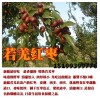 批發(fā) 新疆紅棗 新疆大棗 若羌紅棗 若羌灰棗