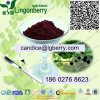 林格貝供應 稠李子花青素 天然植物提取物