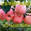 紅富士蘋果價格 山東紅富士蘋果產(chǎn)地批發(fā)價格